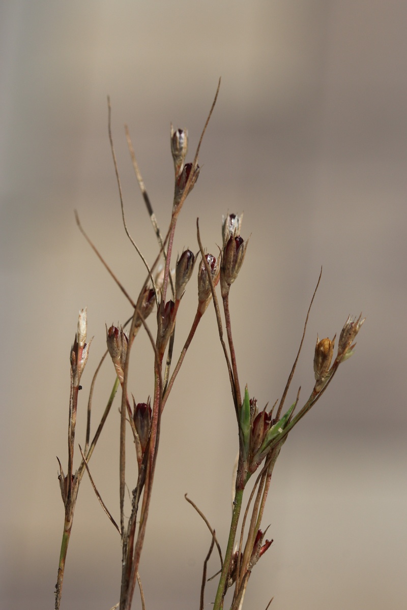 Изображение особи Juncus ambiguus.