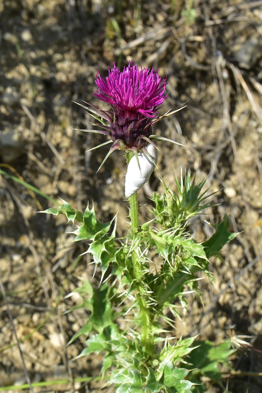 Image of Carduus onopordioides specimen.