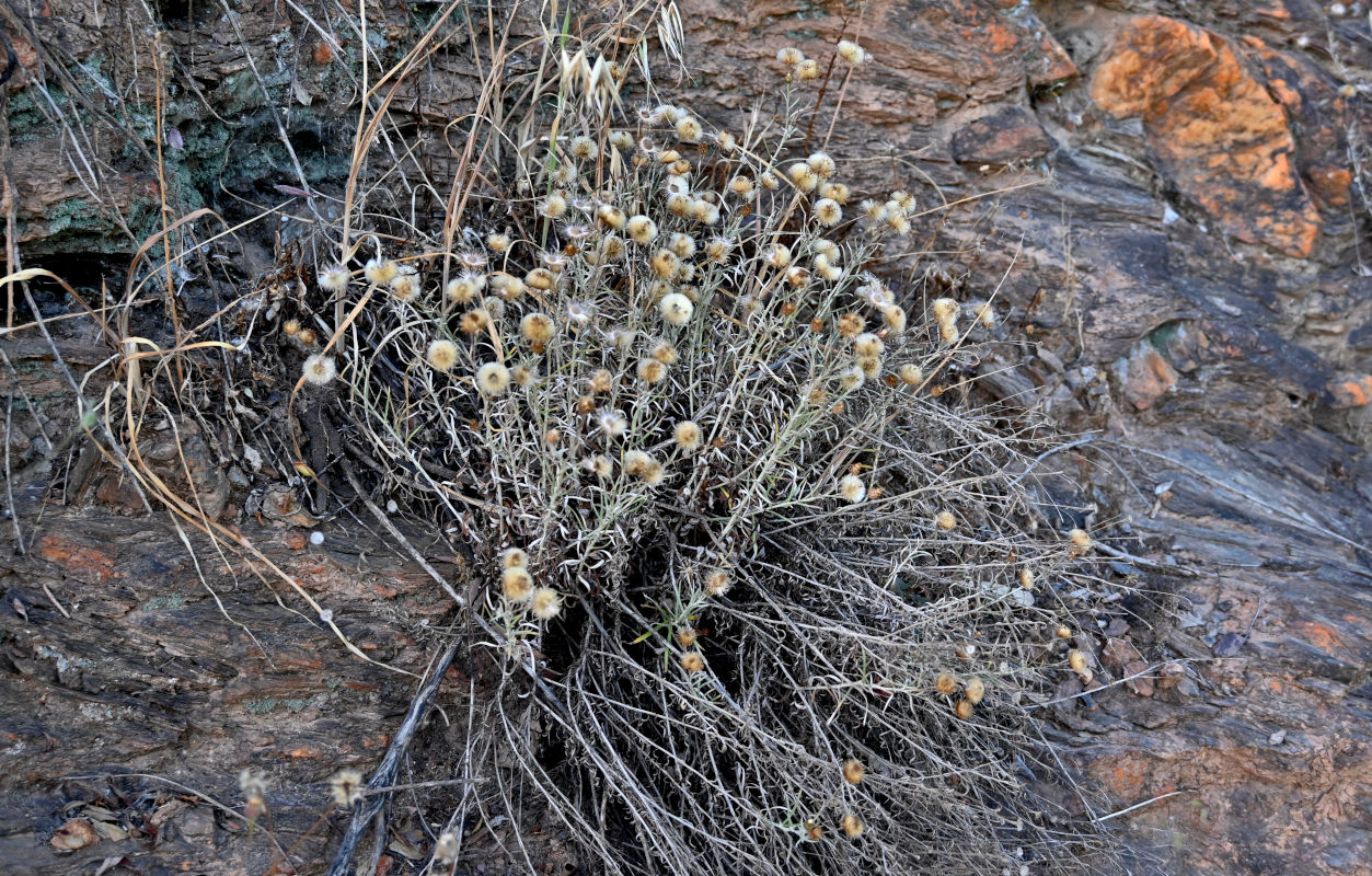 Image of Phagnalon saxatile specimen.