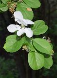 семейство Rosaceae