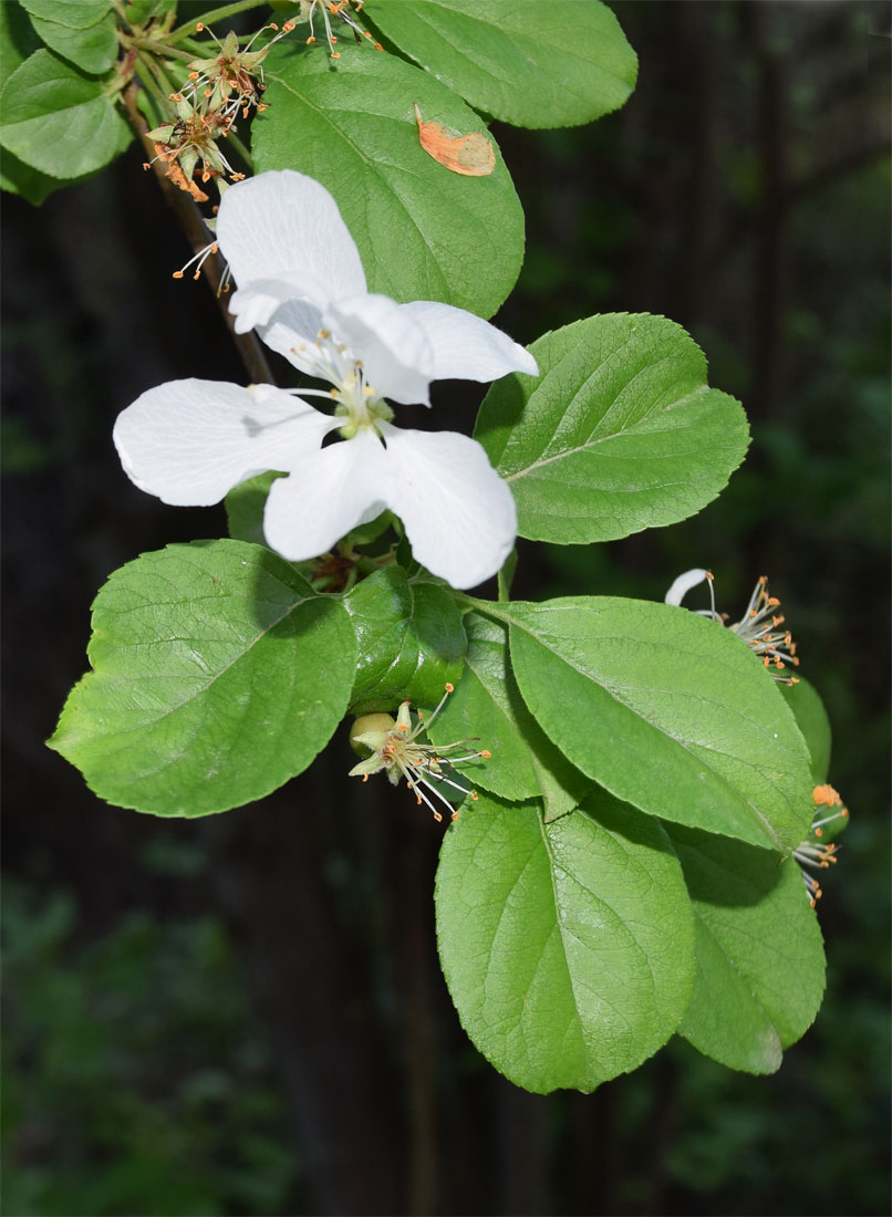 Изображение особи семейство Rosaceae.