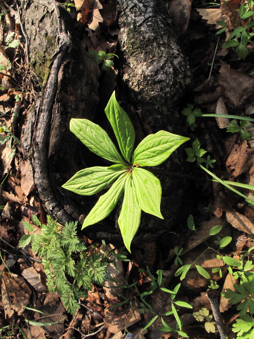 Image of Paris verticillata specimen.