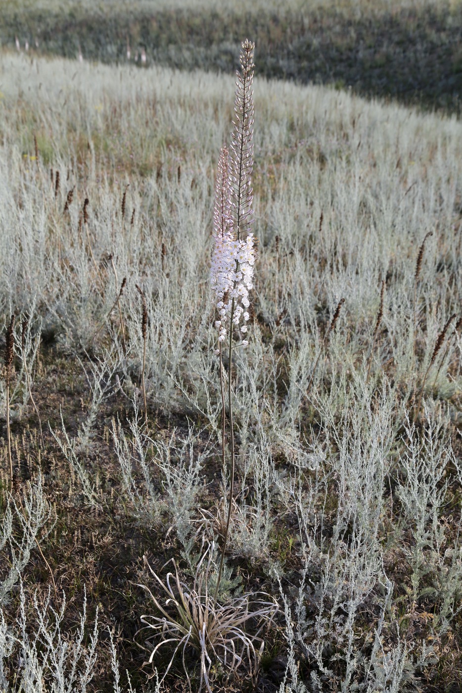 Image of Eremurus tianschanicus specimen.