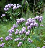 Saussurea pulchella. Верхушки цветущих побегов. Приморье, Уссурийский гор. округ, окр. с. Каймановка, склон южной экспозиции, поляна среди дубово-широколиственного леса. 28.08.2026.
