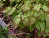 Epimedium rubrum. Цветущие растения с погрызеннымилистьями. Архангельская обл., о. Большой Соловецкий, Соловецкий ботанический сад, огород лекарственных растений. 09.06.2026.