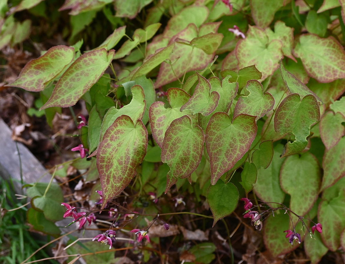 Image of Epimedium rubrum specimen.