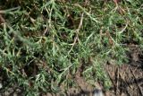 familia Chenopodiaceae. Верхушки веточек. Астрахань, Советский р-н, ул. Адм. Нахимова, обочина пешеходной дорожки, сорное в сообществе с Atriplex и Camphorosma. 19.09.2026.