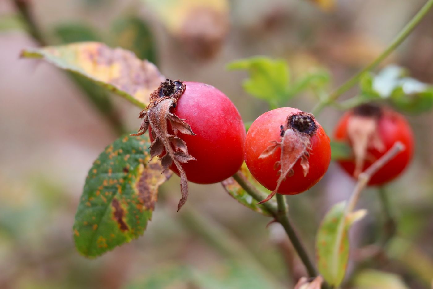 Image of Rosa arnoldii specimen.