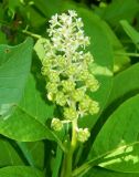 Phytolacca acinosa. Отцветающее соцветие. Владимирская обл., г. Юрьев-Польский, в культуре. Август 2026 г.
