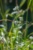 Galium boreale
