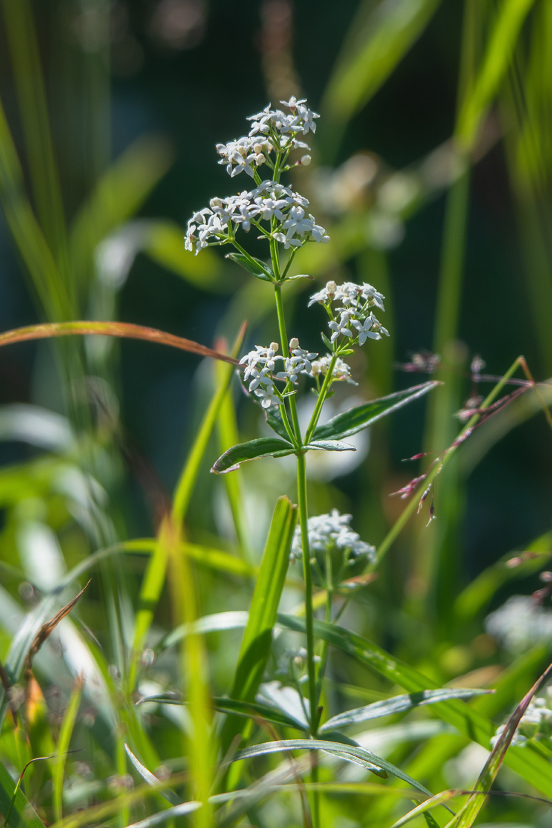 Изображение особи Galium boreale.