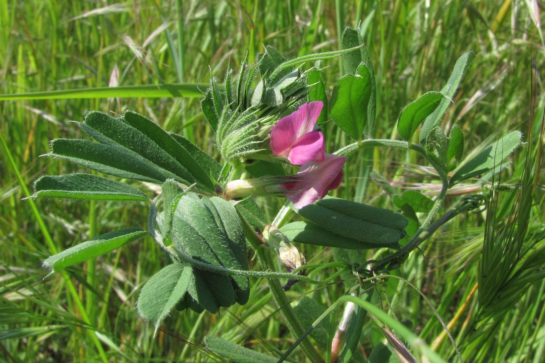 Изображение особи Vicia cordata.