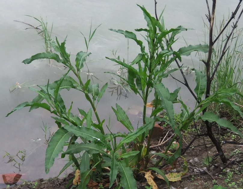 Image of genus Rumex specimen.