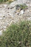 Silene guntensis. Цветущее растение. Южный Казахстан, хр. Боролдайтау, горы Кокбулак, высота ~1500 м н.у.м. 10.05.2008.