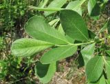 Salix cinerea