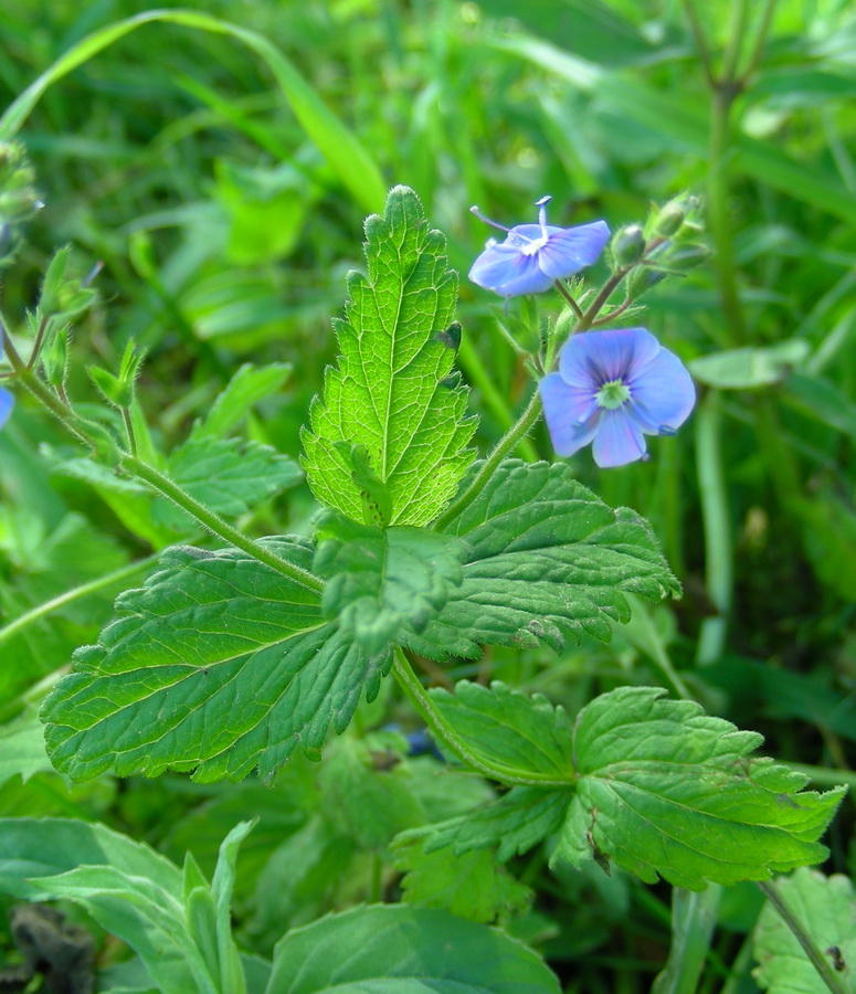 Image of Veronica chamaedrys specimen.