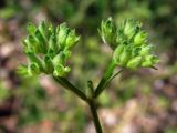 Valerianella dentata