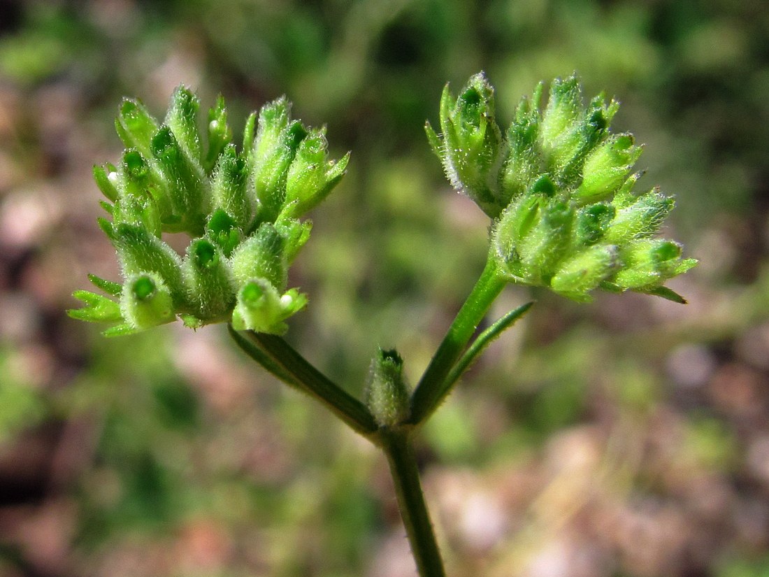 Изображение особи Valerianella dentata.