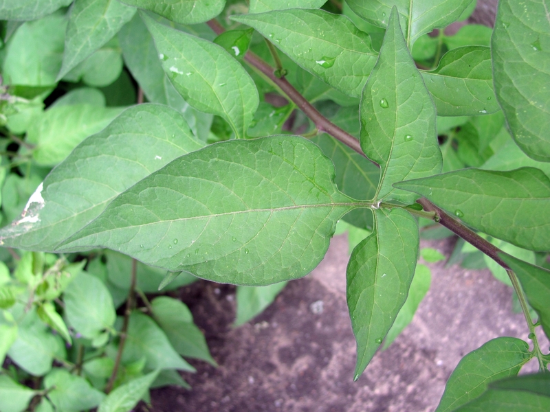 Изображение особи Solanum dulcamara.