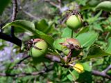 Malus подвид cerasifera