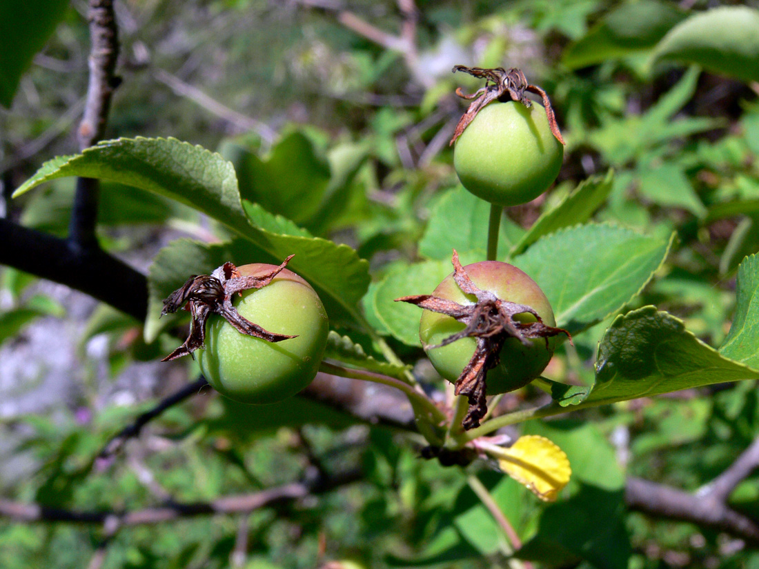 Изображение особи Malus domestica ssp. cerasifera.