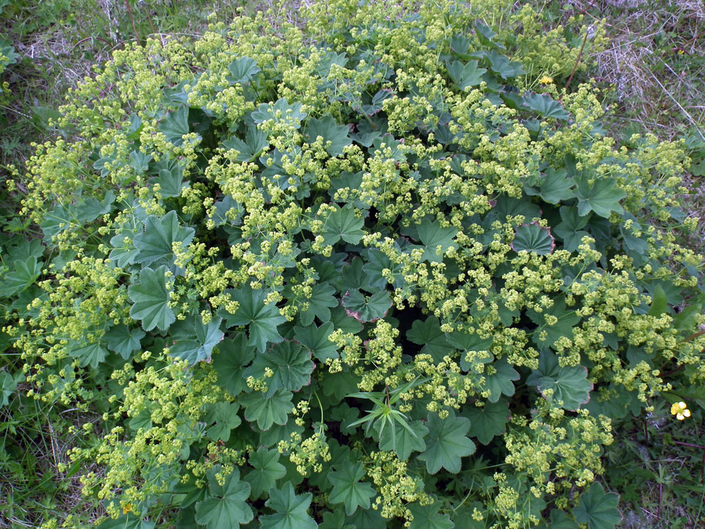 Image of Alchemilla monticola specimen.