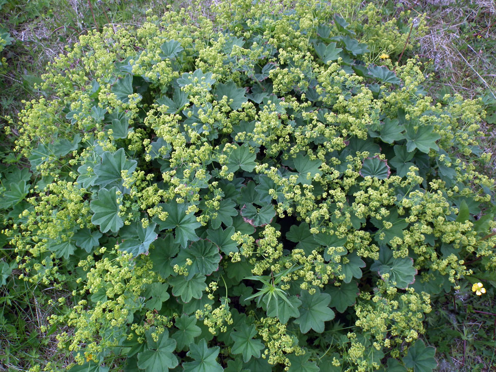 Изображение особи Alchemilla monticola.