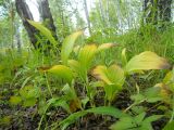 Cypripedium macranthos