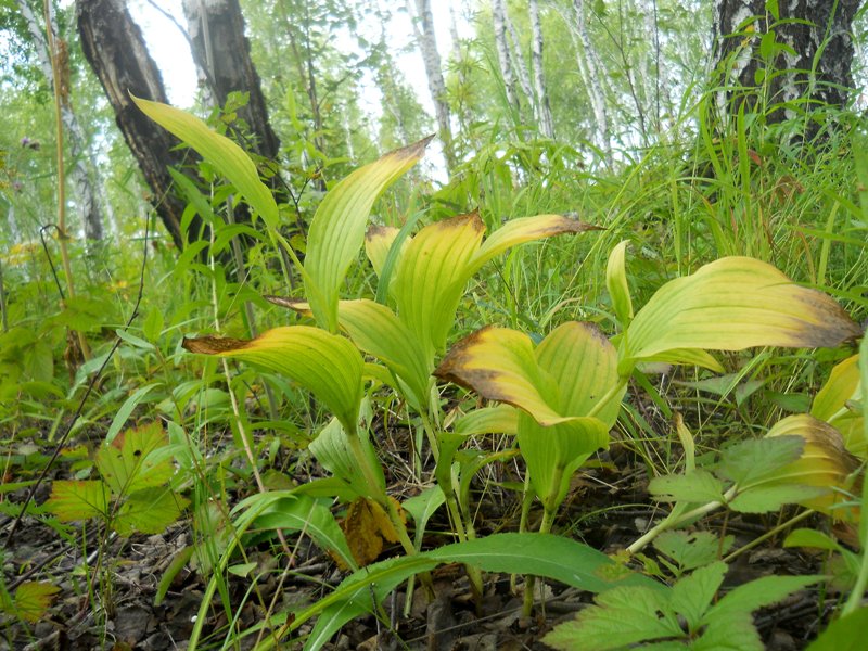Image of Cypripedium macranthos specimen.