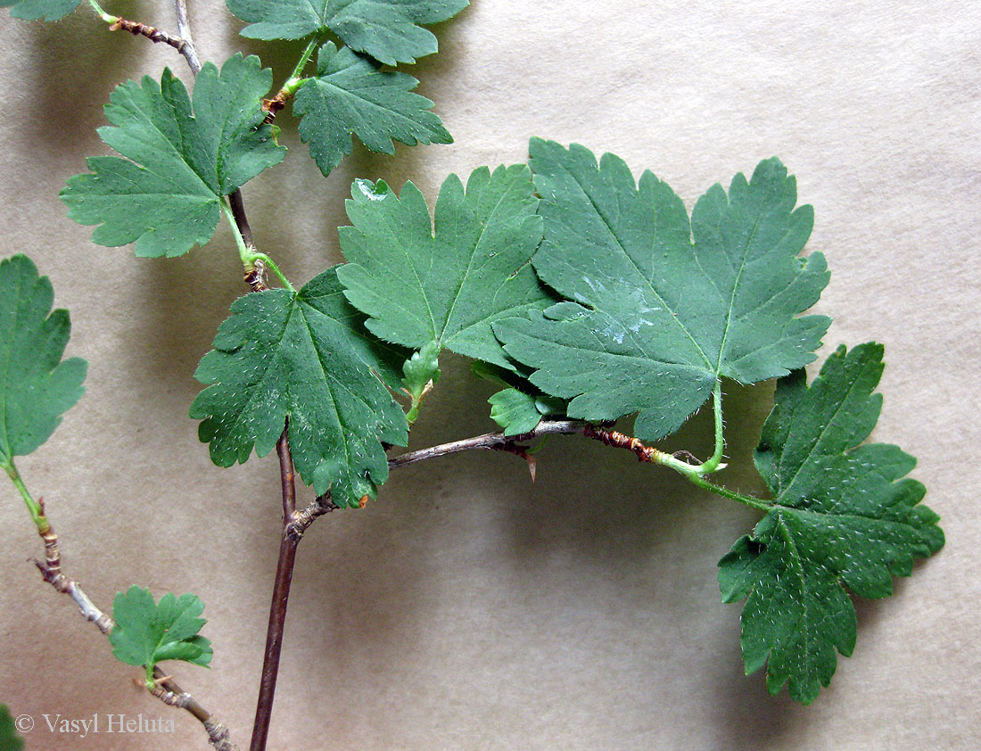 Image of Ribes lucidum specimen.