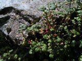 Ribes graveolens