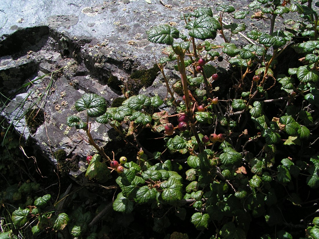 Изображение особи Ribes graveolens.