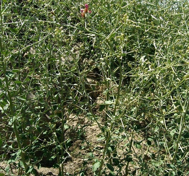 Image of Alhagi canescens specimen.