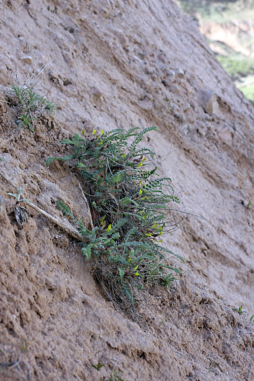 Image of genus Astragalus specimen.