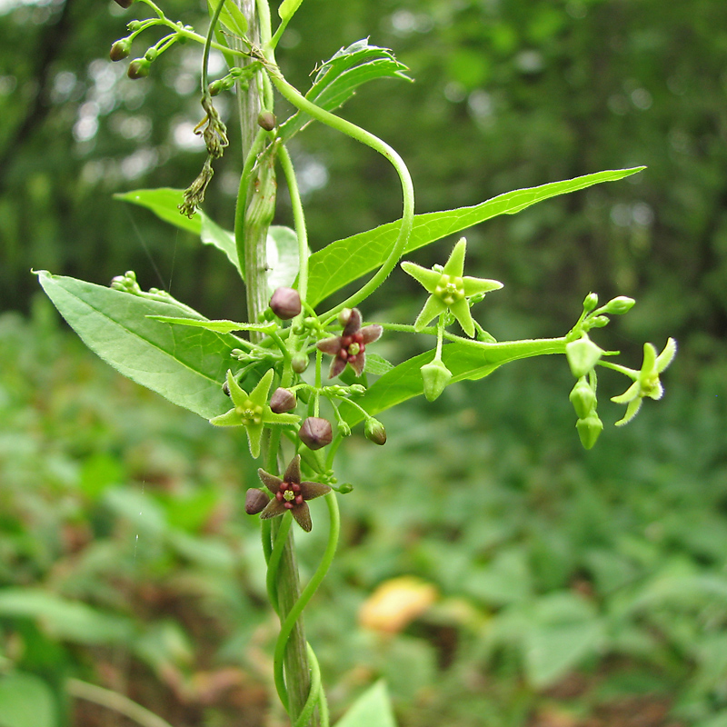 Image of Vincetoxicum scandens specimen.