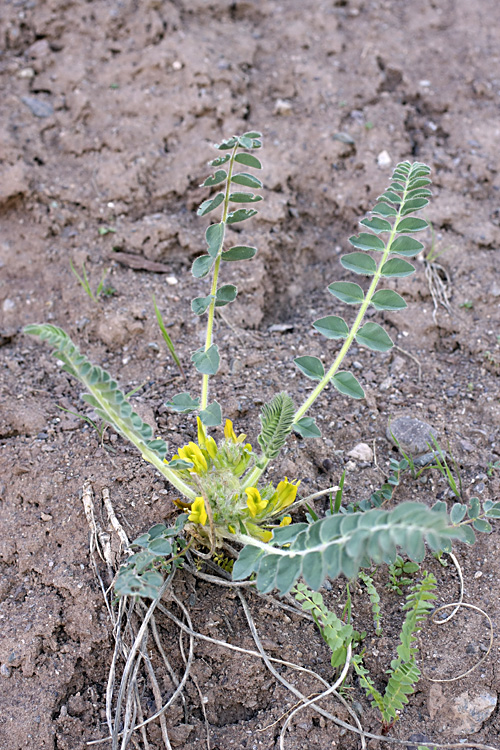 Изображение особи род Astragalus.