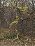Celastrus orbiculata. Плодоносящая лиана. Владивосток, ботанический сад-институт ДВО РАН. 22 октября 2011 г.