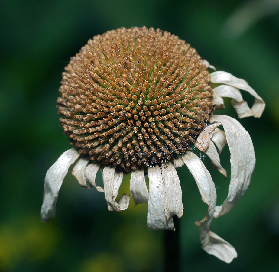 Изображение особи семейство Asteraceae.