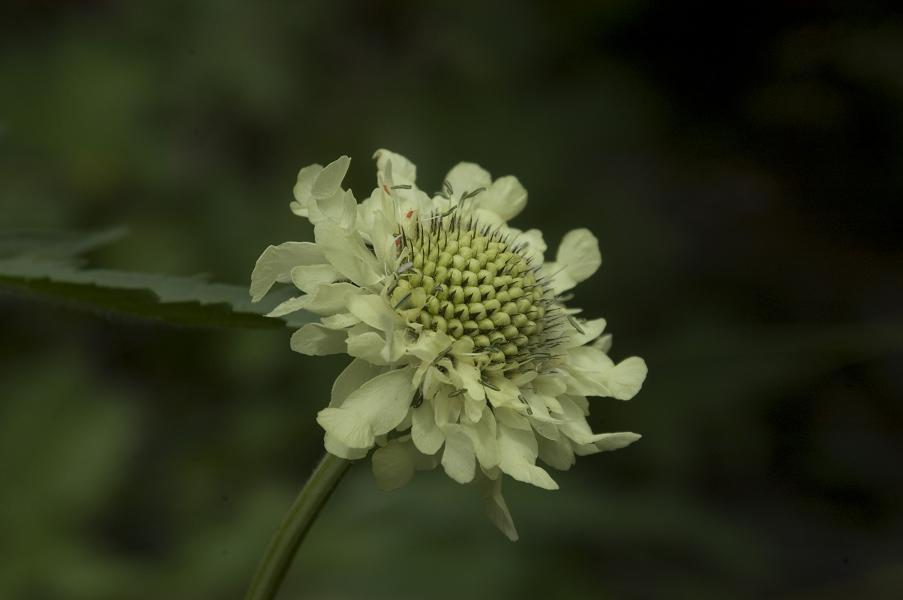 Изображение особи Cephalaria gigantea.