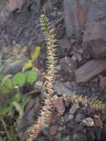 Salsola tragus