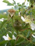Rosa oplisthes