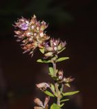 Thymus rasitatus