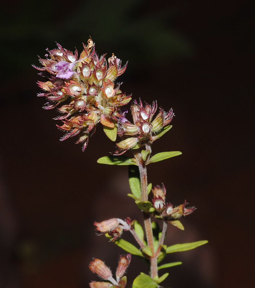 Image of Thymus rasitatus specimen.