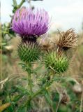 Cirsium serrulatum