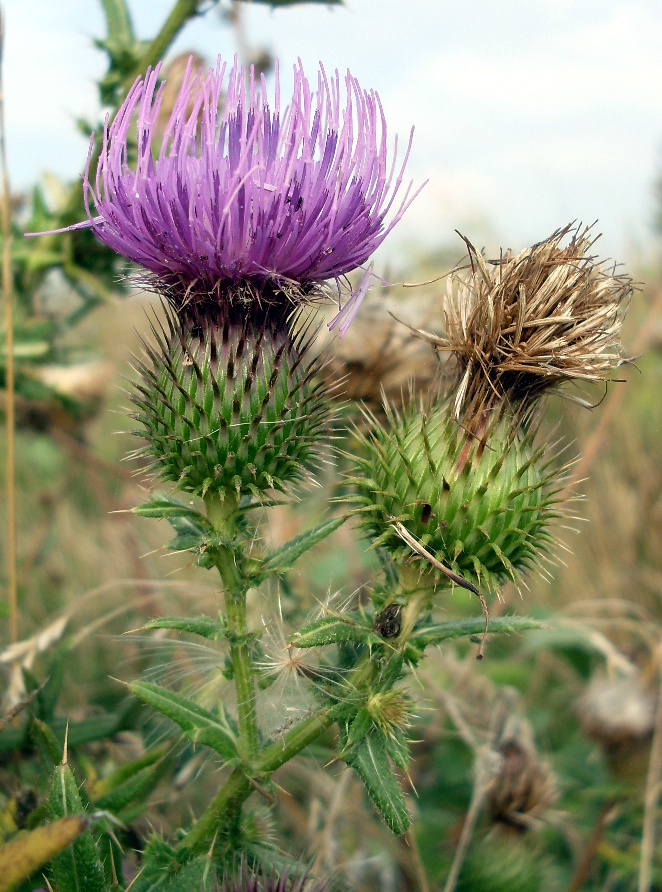 Image of Cirsium serrulatum specimen.