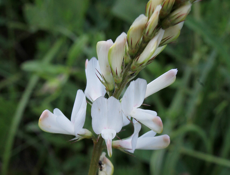 Изображение особи Onobrychis petraea.