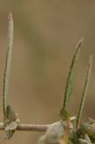 Atriplex oblongifolia