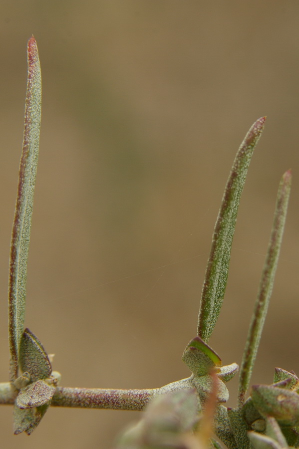 Image of Atriplex oblongifolia specimen.