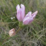 Gentiana pneumonanthe. Цветки (форма с розоватым венчиком). Курская обл., Железногорский р-н, дер. Старый Бузец. ур. Бузский лес, луг. 10 сентября 2008 г.