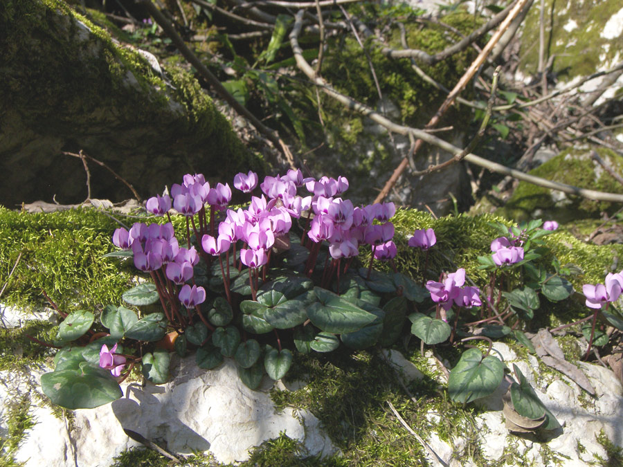 Изображение особи Cyclamen coum.